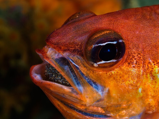 Cardinalfish incubates its progeny inside its mouth